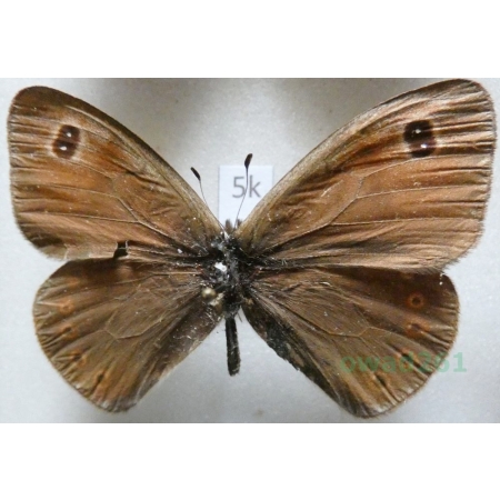 Boeberia parmenio (Böber, 1809) Russia5k